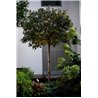 Wever & Ducré Stipo 3.0 Floor lamp